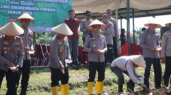 [20,5 Hektare Lahan di Rohul Ditanami Jagung, Apakah ini Solusi Ketahanan Pangan?]