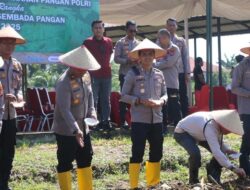 [20,5 Hektare Lahan di Rohul Ditanami Jagung, Apakah ini Solusi Ketahanan Pangan?]
