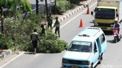 **Pemprov Jakarta Pangkas 55 Ribu Pohon Rawan Tumbang, antisipasi Musim Hujan 2025**