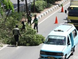 **Pemprov Jakarta Pangkas 55 Ribu Pohon Rawan Tumbang, antisipasi Musim Hujan 2025**