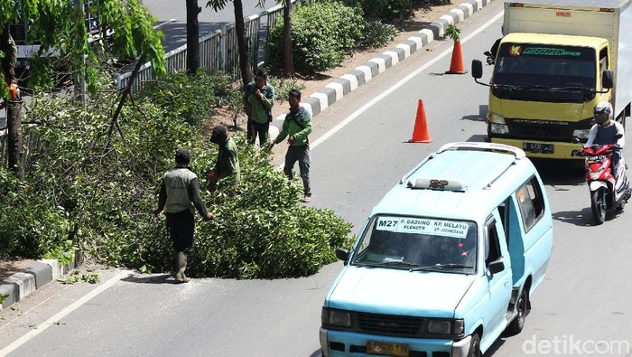 **Pemprov Jakarta Pangkas 55 Ribu Pohon Rawan Tumbang, antisipasi Musim Hujan 2025**