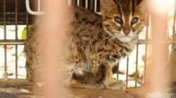 Polisi Tangkap Penjual Kucing Kuwuk Langka di Muara Baru, Pemasok Diburu — Satu Perkara yang Guncangkan Masyarakat
