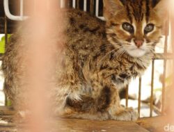 Polisi Tangkap Penjual Kucing Kuwuk Langka di Muara Baru, Pemasok Diburu — Satu Perkara yang Guncangkan Masyarakat