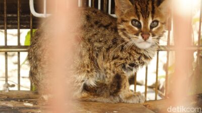 Polisi Tangkap Penjual Kucing Kuwuk Langka di Muara Baru, Pemasok Diburu — Satu Perkara yang Guncangkan Masyarakat