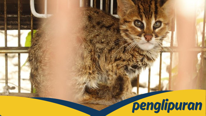 Polisi Tangkap Penjual Kucing Kuwuk Langka di Muara Baru, Pemasok Diburu — Satu Perkara yang Guncangkan Masyarakat