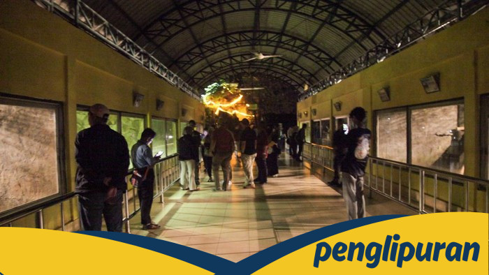 3.635 Orang Meramaikan Ragunan Night Zoo, Antusiasme Warga Jakarta Mencuri Perhatian