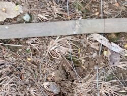 Petani di Sukabumi Tragis Tewas Tersengat Listrik dari Perangkap Babi yang Dipasangnya