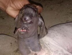 Heboh Anak Kambing Bermata Satu Bikin Warga di Polman Takut, Apa yang Terjadi?