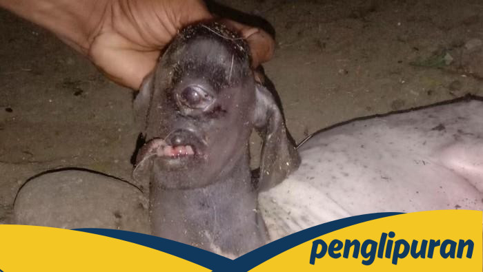 Heboh Anak Kambing Bermata Satu Bikin Warga di Polman Takut, Apa yang Terjadi?