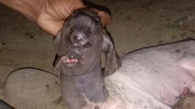 Heboh Anak Kambing Bermata Satu Bikin Warga di Polman Takut, Apa yang Terjadi?