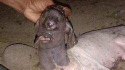 Heboh Anak Kambing Bermata Satu Bikin Warga di Polman Takut, Apa yang Terjadi?