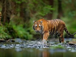 Heboh! Harimau Langka Muncul di Jalan Lintas Sumatera, BKSDA Segera Tangani