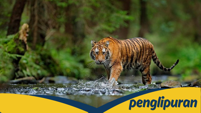 Heboh! Harimau Langka Muncul di Jalan Lintas Sumatera, BKSDA Segera Tangani