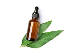 **Multiguna, Ini 5 Manfaat Minyak Kayu Putih untuk Kesehatan Sehari-hari**