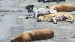 Pimpinan DPRD Jakarta Dukung Pergub melarang Konsumsi Daging Anjing-Kucing, Gubernur DKI Siapkan Regulasi