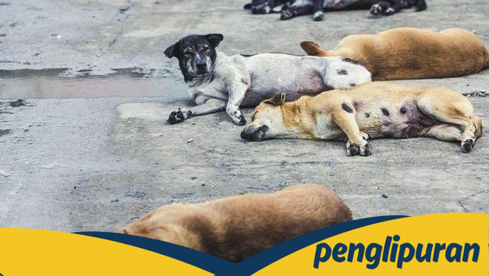 Pimpinan DPRD Jakarta Dukung Pergub melarang Konsumsi Daging Anjing-Kucing, Gubernur DKI Siapkan Regulasi