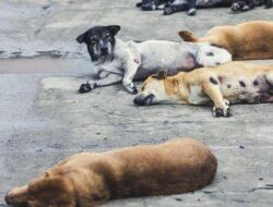 Pimpinan DPRD Jakarta Dukung Pergub melarang Konsumsi Daging Anjing-Kucing, Gubernur DKI Siapkan Regulasi