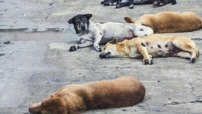 Pimpinan DPRD Jakarta Dukung Pergub melarang Konsumsi Daging Anjing-Kucing, Gubernur DKI Siapkan Regulasi