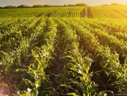 “Ukraina sebagai Lumbung Pangan Dunia: Apakah Invasi Rusia Mencuri Masa Depannya?”