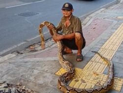 Viral Lansia Bentangkan Ular Piton, Cegah Pemotor Terobos Trotoar di Jaktim!