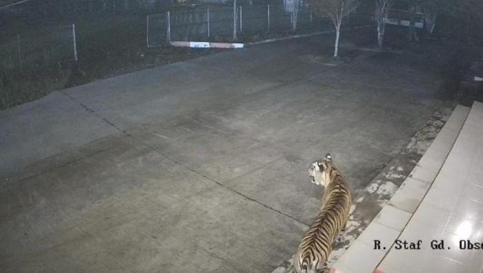 Harimau Masuk ke Area BRIN Agam, Anjing Jadi Pemicu Kebuntuan!