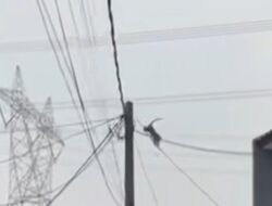 “Kawanan Monyet Masih Berkeliaran di Perumahan Depok, Warga Duga dari Tangsel: Kenapa Ini Terjadi?”