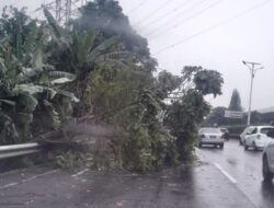 Pohon Tumbang di Tol Jagorawi Arah Cawang, Petugas Cepat Tanggap