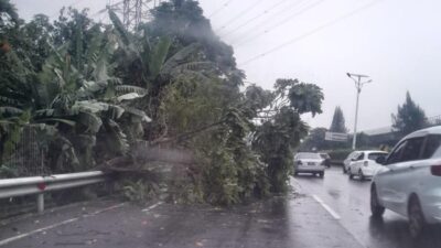 Pohon Tumbang di Tol Jagorawi Arah Cawang, Petugas Cepat Tanggap