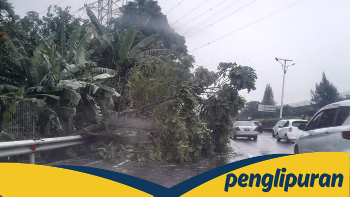 Pohon Tumbang di Tol Jagorawi Arah Cawang, Petugas Cepat Tanggap