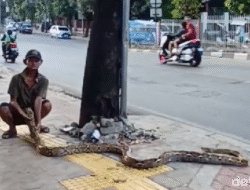 Kakek Subari dan Ular ‘Petir’, Solusi Ngeri yang Hebohkan Kramat Jati