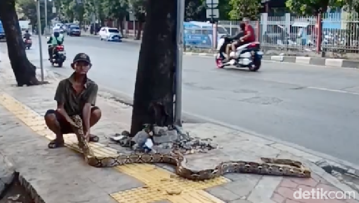 Kakek Subari dan Ular 'Petir', Solusi Ngeri yang Hebohkan Kramat Jati