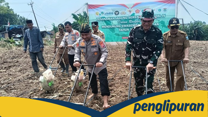 **Polres Serang Tanam 471 Hektare Jagung, Dukung Ketahanan Pangan**
