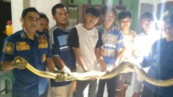 Kucing dan Ular Beradu, Warga Bogor Bergerak!