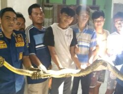 Kucing dan Ular Beradu, Warga Bogor Bergerak!