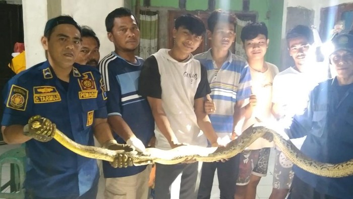 Kucing dan Ular Beradu, Warga Bogor Bergerak!