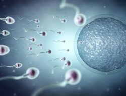 “Sperma Terkuat: Fakta di Balik Lahirnya Manusia, Mitos atau Realitas?”