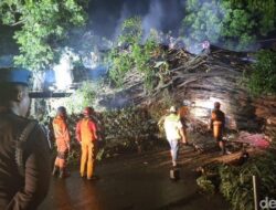 “Pohon Tumbang di Stasiun Bogor: Penanganan Pagi Ini Mungkin Jadi Solusi Darurat!”