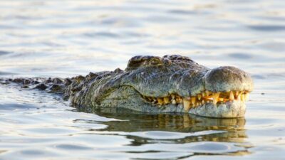 [Siswa SMP Berhasil Selamatkan Diri dari Gigitan Buaya di Laut Sulteng]