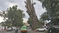 **Pohon Beringin Tumbang di Bogor, Walkot Dedie A Rachim Imbau Warga Waspada**