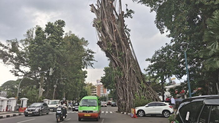 **Pohon Beringin Tumbang di Bogor, Walkot Dedie A Rachim Imbau Warga Waspada**