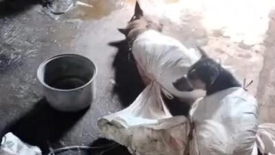 Anjing Viral di Bantul, Polisi Luncurkan Operasi Penyelidikan