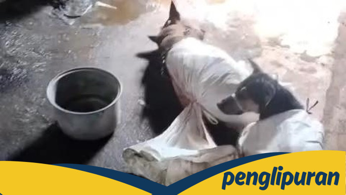 Anjing Viral di Bantul, Polisi Luncurkan Operasi Penyelidikan