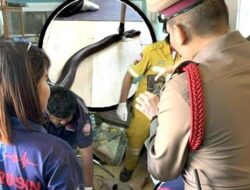 Kematian Mengerikan Pria Thailand, Dihantam Kobra Sebelum Telepon Neneknya