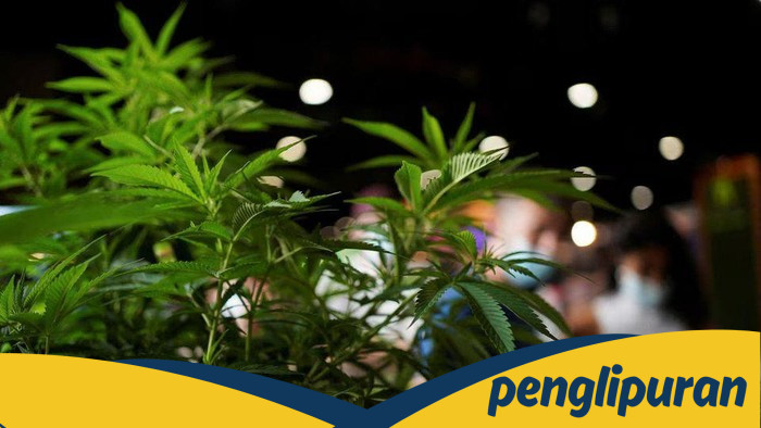 Spanyol Gagalkan Penyelundupan 20 Ton Ganja dalam Paket Paprika dari Maroko, Pukul Balik Narkoba di Mediterania!