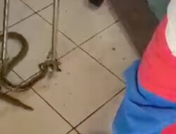 Ular Nyelonong Masuk Ruang Tamu, Warga Jaktim Terkejut saat Nonton TV!