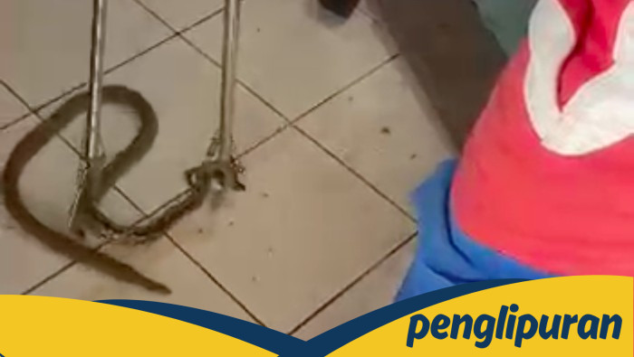 Ular Nyelonong Masuk Ruang Tamu, Warga Jaktim Terkejut saat Nonton TV!