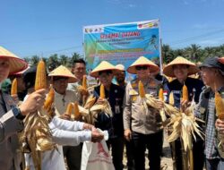 **Polres Kuansing Berkontribusi Besar untuk Ketahanan Pangan dengan Panen 50 Ton Jagung di 2 Desa**