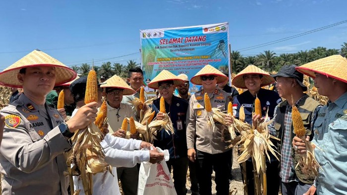 **Polres Kuansing Berkontribusi Besar untuk Ketahanan Pangan dengan Panen 50 Ton Jagung di 2 Desa**