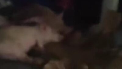 BGN Akan Pidanakan Yayasan yang Angkut Babi di Sumut, Ini Alasannya!