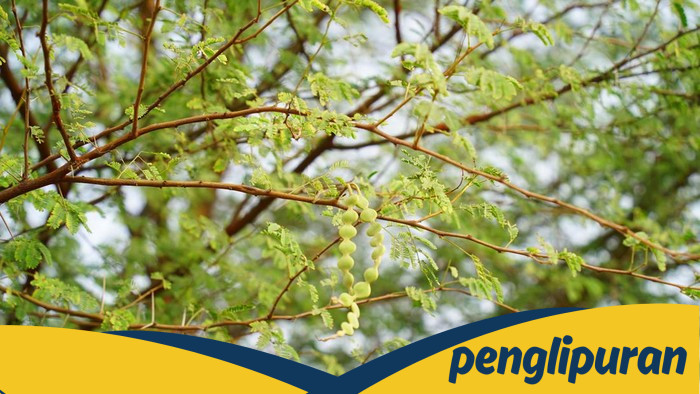 Kenali 4 Ciri Pohon Rawan Tumbang hingga Penyebabnya: Mitigasi Bencana alam Sebelum Terlambat